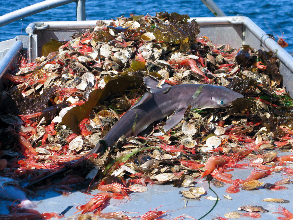 A young shark as bycatch in industrial fishing. This specimen was released back into the water.